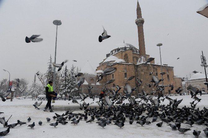 Konya Büyükşehir Belediyesi kuşlara ve sahipsiz hayvanlara yem bırakıyor