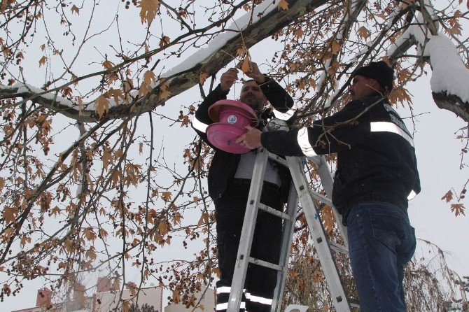 Cihanbeyli’nin dört bir tarafına kuş evleri yerleştirildi