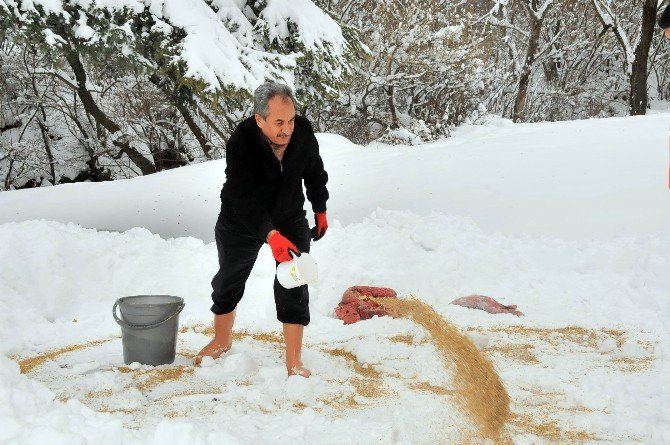 Akşehir Belediyesi sokak hayvanlarını unutmadı