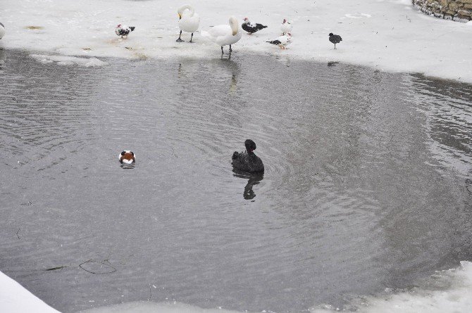 Seydişehir’de beyaza bürünen Kuğulu Park’ta kartpostallık fotoğraflar