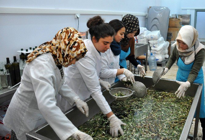 NEÜ Gıda Mühendisliği Bölümü zeytinyağı üretmeye başladı