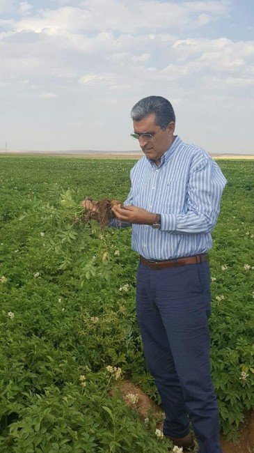 Konya Şeker, patates üreticisinin yüzünü güldürdü