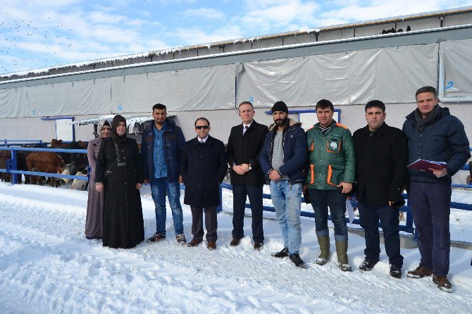 Kulu’da genç çiftçilere düve dağıtımı