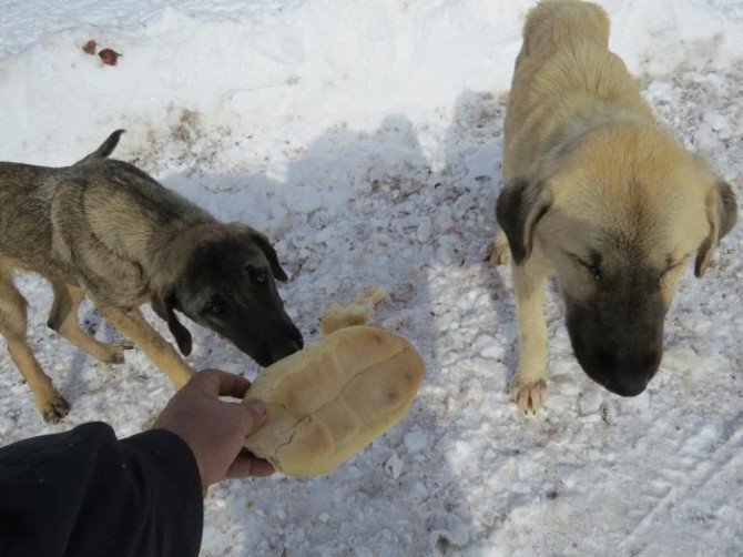 Sahipsiz köpekleri ekmekle besliyor