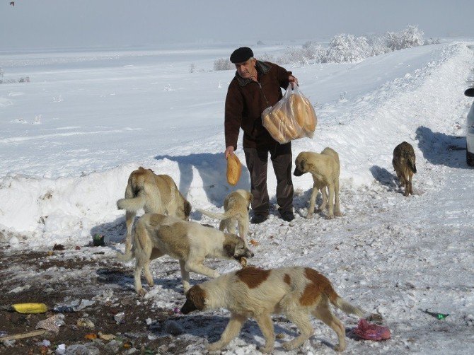 Sahipsiz köpekleri ekmekle besliyor