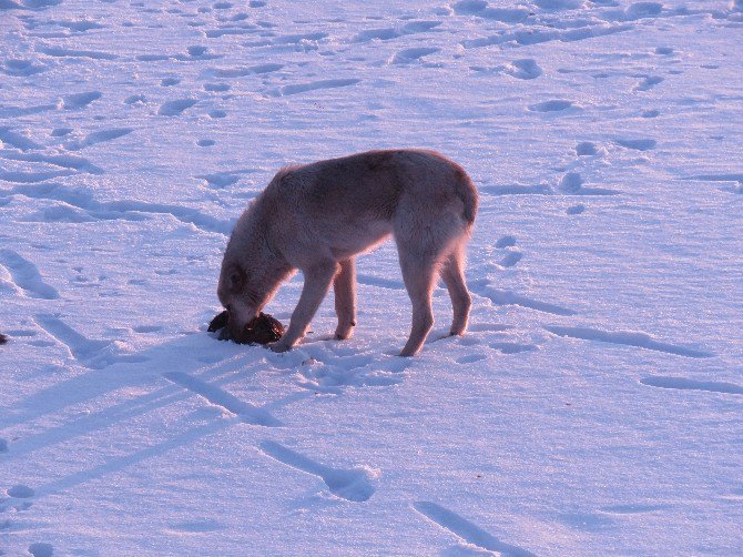 Buz tutan gölde aç kalan köpekler su kuşu avında