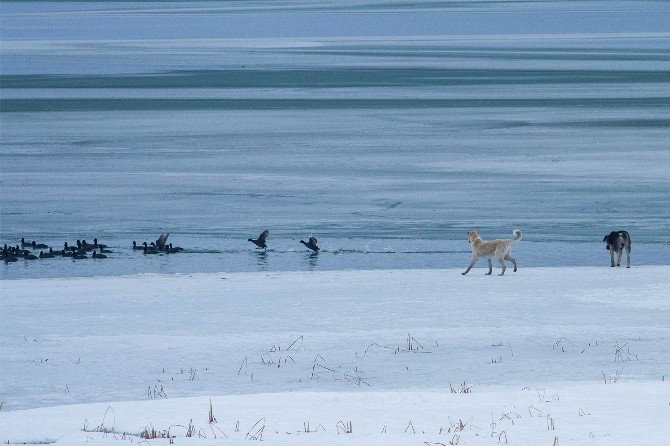 Buz tutan gölde aç kalan köpekler su kuşu avında