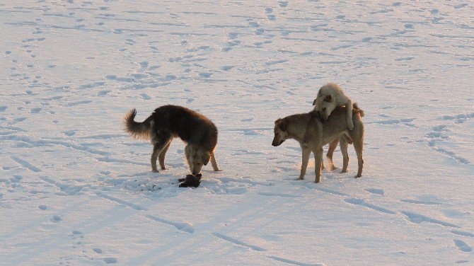 Buz tutan gölde aç kalan köpekler su kuşu avında