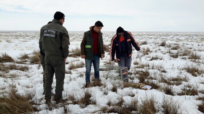 Konya’da yaban hayvanlarına acil müdahale hizmeti