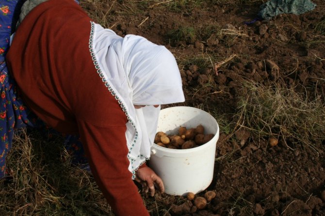 Cipslik patates üreticilerinden mağduriyetlerinin giderilmesine teşekkür