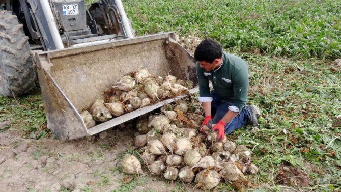 Aksaray’da pancar üreticilerine 41 milyon TL ödeme