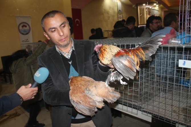 Onlarca çeşit süs tavuğu müzayedede satışa çıktı