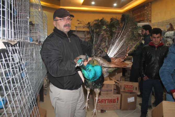 Onlarca çeşit süs tavuğu müzayedede satışa çıktı