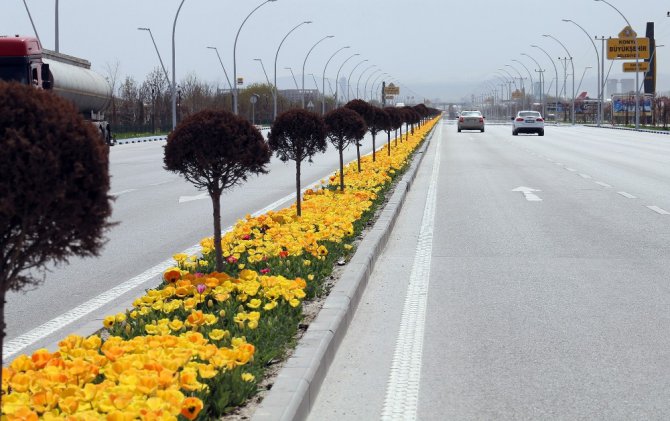 Milyonlarca lale Konya’yı süslüyor