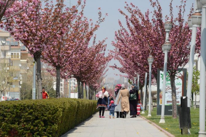 Konya’da sakuralar şehre renk katıyor