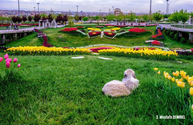 Kelebekler Vadisinde Lale Fotoğraf Yarışması sonuçlandı