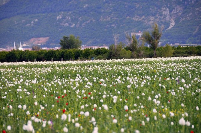 Haşhaş tarlaları beyazlara büründü