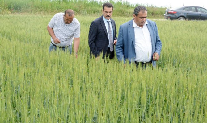 Aksaray’da ekili tarım arazileri denetim altında