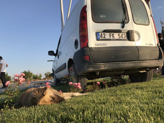 Önce köpeğe sonra direğe çarpan aracın sürücüsü yaralandı