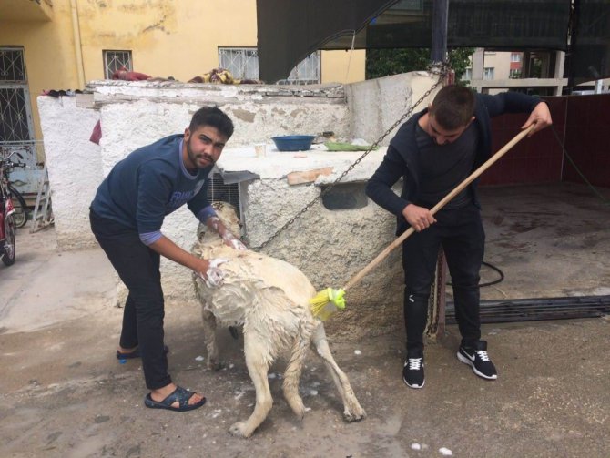 Aksaray Malaklısı cinsi çoban köpeğinin banyo keyfi