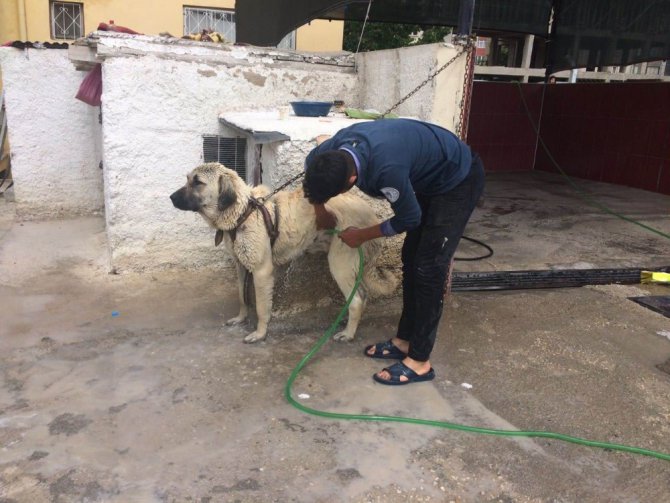 Aksaray Malaklısı cinsi çoban köpeğinin banyo keyfi