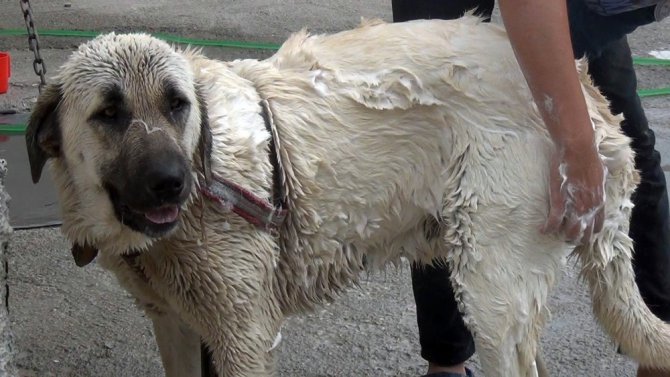 Aksaray Malaklısı cinsi çoban köpeğinin banyo keyfi