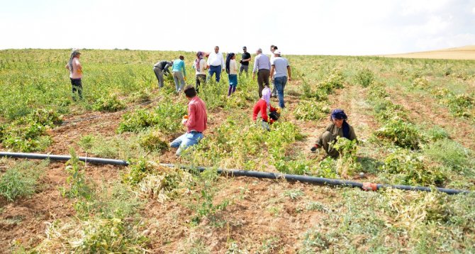 Aksaray’da yapılan gölet kıraç topraklara hayat verdi