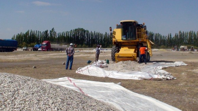 Çerezlik ayçekirdeği hasadı başladı