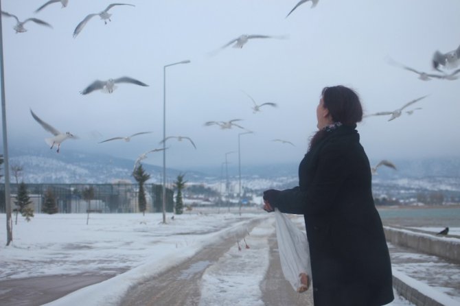 Martıların göl sahilinde “ekmek” kapma mücadelesi