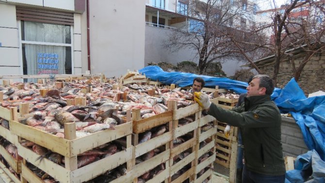 Beyşehir Gölü’nden Suriye’ye “Çin Sazanı” ihracatı