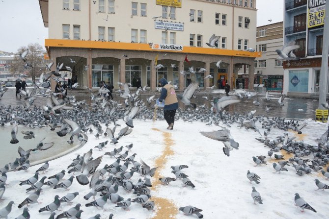 Konya’da kuşlara ve sahipsiz hayvanlara yem bırakılıyor