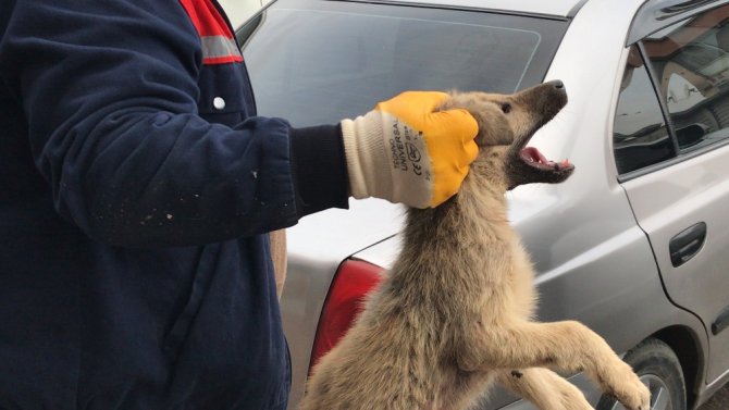 Küçük çocuk yaralı köpeğin başından 1 saat ayrılmadı