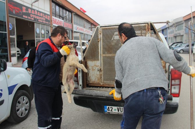 Küçük çocuk yaralı köpeğin başından 1 saat ayrılmadı