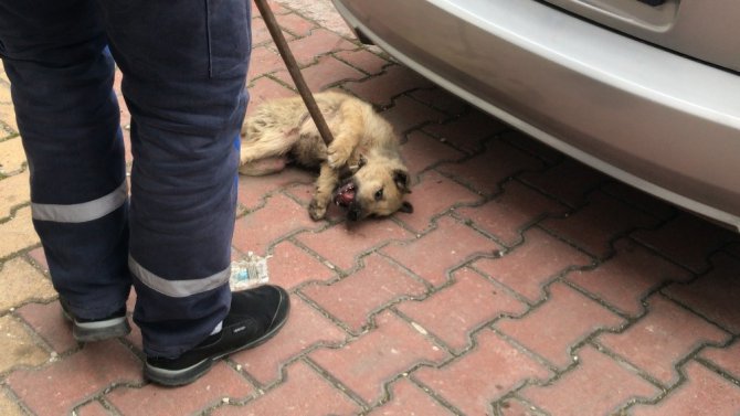 Küçük çocuk yaralı köpeğin başından 1 saat ayrılmadı