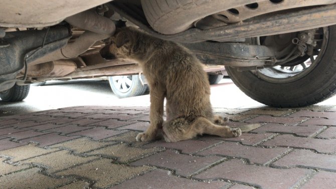 Küçük çocuk yaralı köpeğin başından 1 saat ayrılmadı