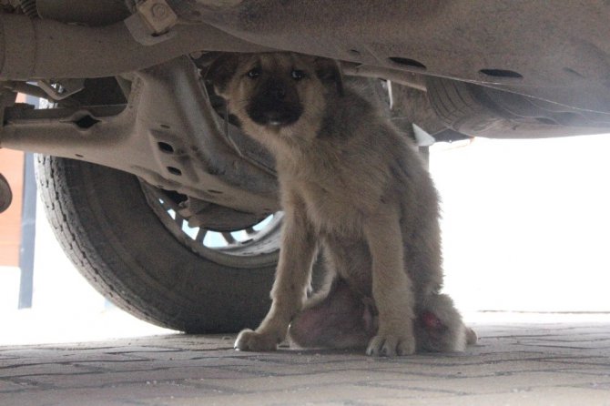 Küçük çocuk yaralı köpeğin başından 1 saat ayrılmadı