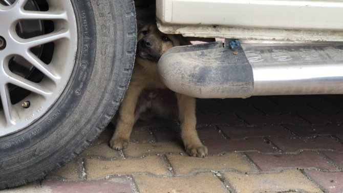 Küçük çocuk yaralı köpeğin başından 1 saat ayrılmadı