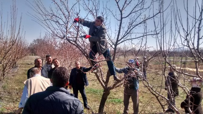 Beyşehir’de meyve üreticisine uygulamalı budama eğitimi