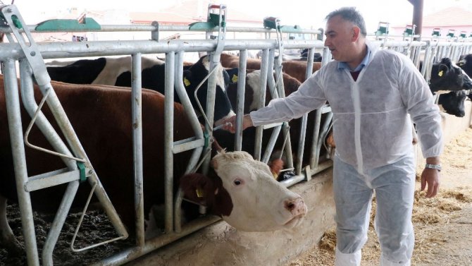 Aksaray’da buzağılar ölmesin sloganıyla eğitim ve aşılama başladı