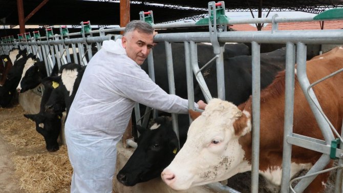 Aksaray’da buzağılar ölmesin sloganıyla eğitim ve aşılama başladı