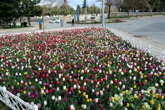 Akşehir açan çiçeklerle renklendi