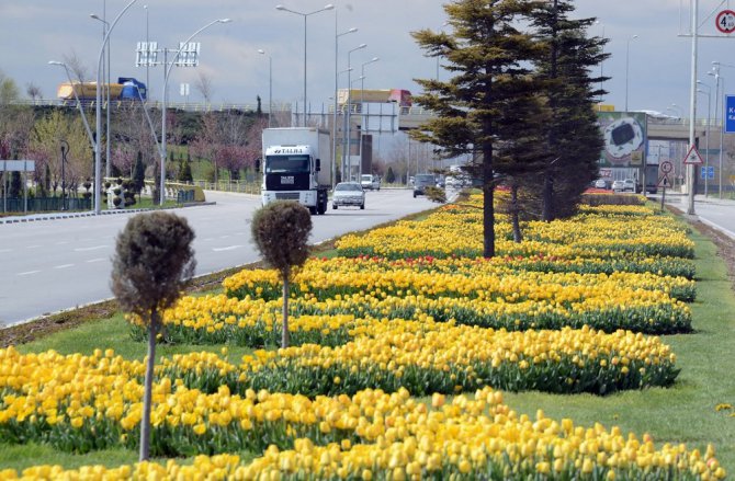 Konya’da “Lale Mevsimi” başladı