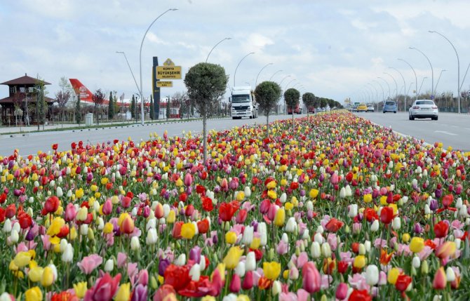 Konya’da “Lale Mevsimi” başladı