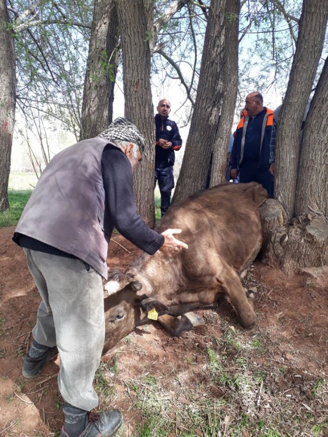 Ağaçların arasına sıkışan inek, AFAD tarafından kurtarıldı