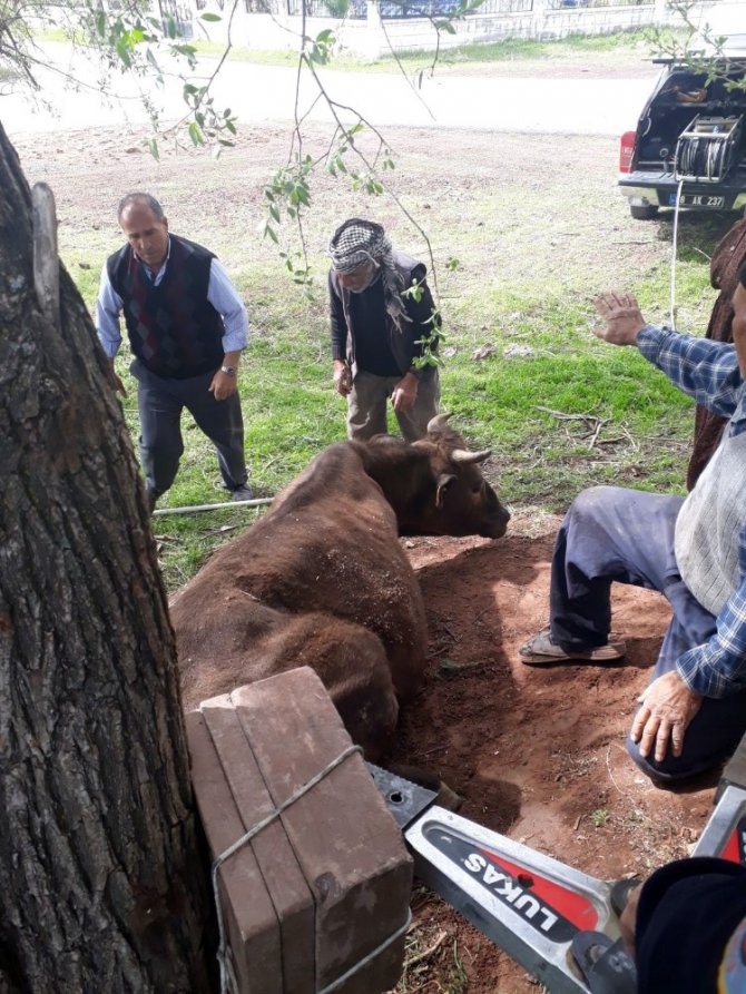 Ağaçların arasına sıkışan inek, AFAD tarafından kurtarıldı