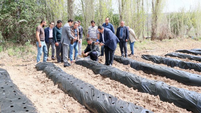 Aksaray’da çilek, üreticinin yüzünü güldürüyor