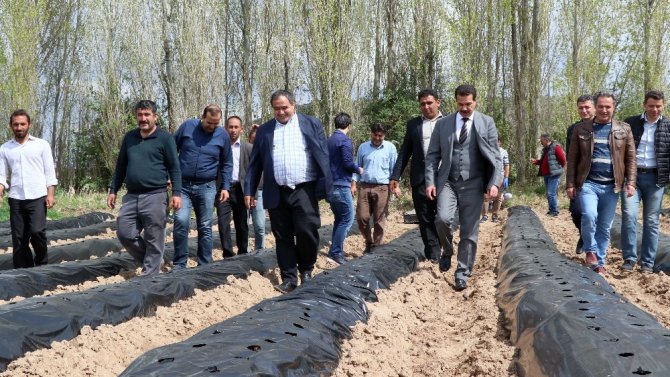 Aksaray’da çilek, üreticinin yüzünü güldürüyor