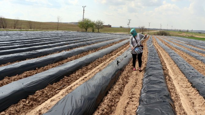 Aksaray’da çilek, üreticinin yüzünü güldürüyor