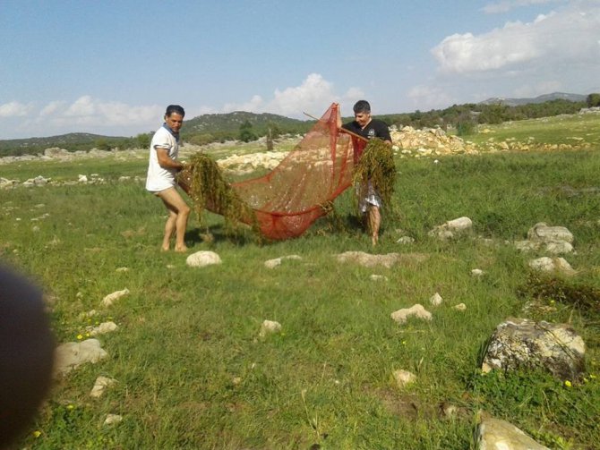 Çayırlarda su birikintilerindeki balıkları ölümden kurtardılar