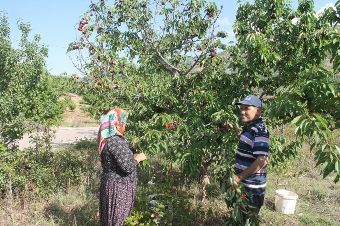 Bir dalda iki kiraz ’biri al biri beyaz’